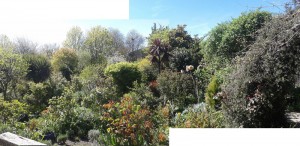 Dense planting at Culpepers Comunity Garden